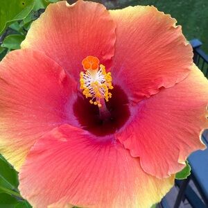 Meet your Posher, Aimee